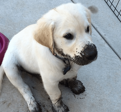 Kim Goldberg's fuzzy golden retriever puppy, Stoli, sits with mud covering his nose, mouth, and paws.