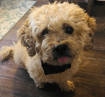 Rigby, an adorable poodle mix, is wearing a bandana with his tongue hanging out. His owner is Jen Higgins, Computrition's Marketing Supervisor.
